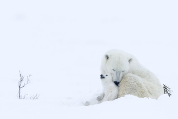 Eisbaerin mit Jungen
