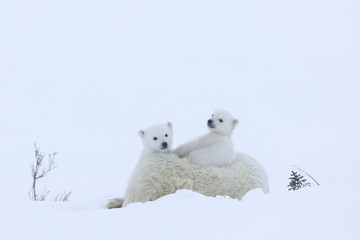 Fototapeta premium Eisbaerin mit Jungen