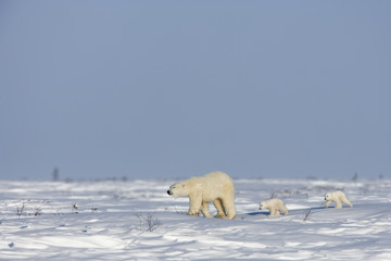 Eisbaerin mit Jungen
