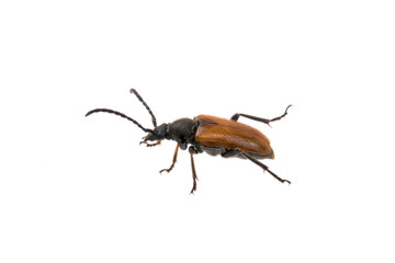 Brown bug on a white background