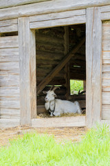 Goat lying in a wooden sty