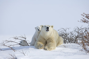 Eisbaerin mit Jungen