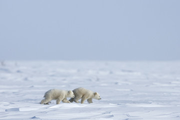 Eisbaerin mit Jungen