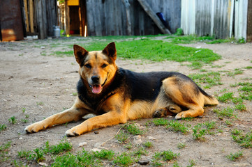 Good dog