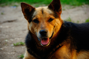 Dog