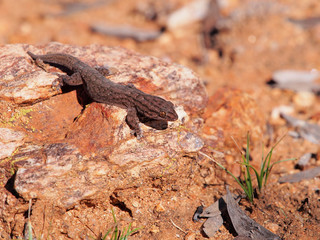 Tree Dtella Gecko Gehyra variegata in the morning sun on a rock in the outback near Alice Springs, Australia, July 2015