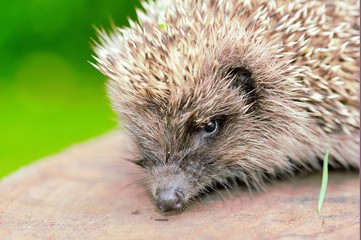 Hedgehogs. There are some 15 species of hedgehog in Europe, Asia, and Africa.