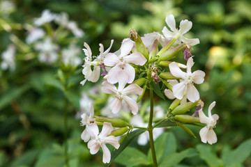 Fototapeta premium Plantas con flores de Saponaria, Hierba jabonera. Saponaria officinalis. 