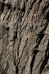 Bark tree texture
