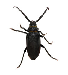 black beetle