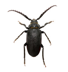black beetle