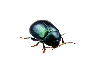 Green beetle