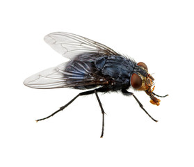 fly on a white