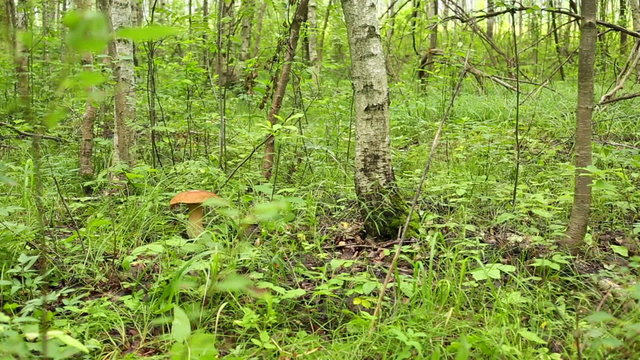 Porcini forest in the grass in birch forest