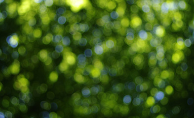 green bokeh