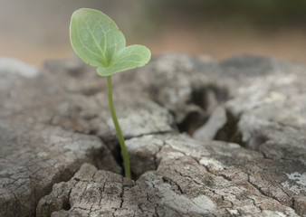 growth