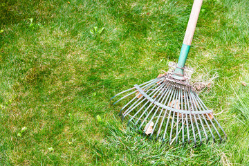 cleaning green lawn from leaves by rake