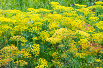 yellow flowers on blossoming dill herb