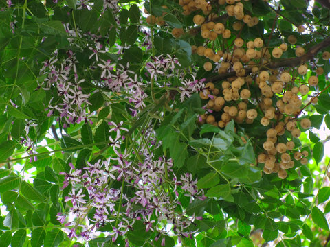 Chinaberry tree Melia azedarach leaves, flowers and fruits