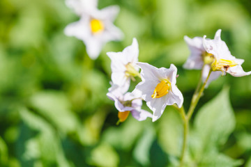 potato blossoms close up in garden
