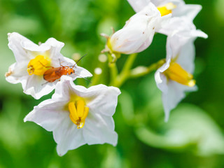 Naklejka premium soldier beetle in potato flower