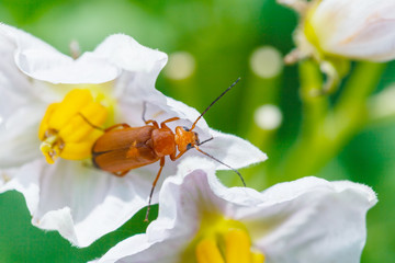 soldier beetle in potato flower close up