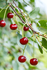 twig with few ripe red cherry fruits on tree