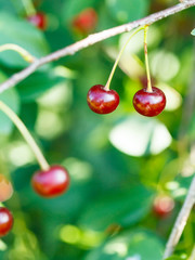 two red cherry ripe fruits close up on tree