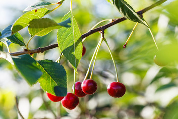 several red cherry ripe fruits on tree branch