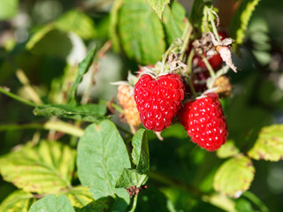 red raspberries on green bush in garden