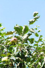 pink and red apples on apple tree