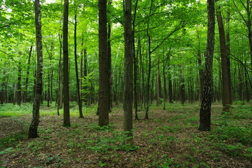 Obraz premium Trees