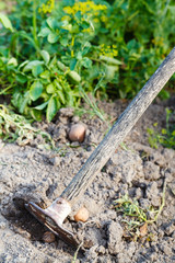 cleaning garden from old potatoes by chopper