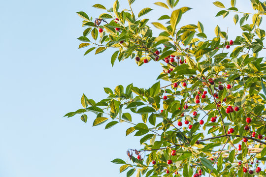 blue sky and twigs with ripe red cherry fruits