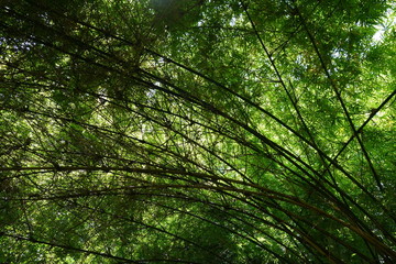 Fototapeta na wymiar Bamboo trees