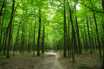 Naklejka premium Trees