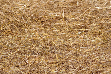Dried stalks of grain