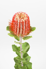 Close up of a single long stem red Australian native grevillea on a white background studio shot