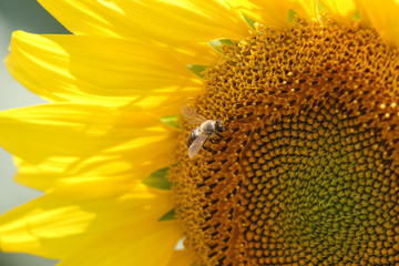 Shiny sunflower and bee