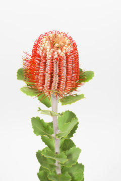 Close up of a single long stem red Australian native grevillea on a white background studio shot