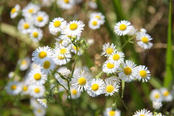 Flowers of chamomile on field