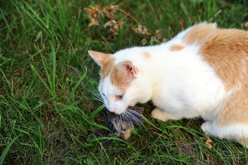 cat with hunted down bird