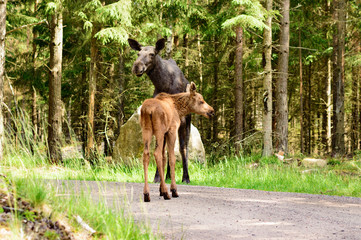 Moose