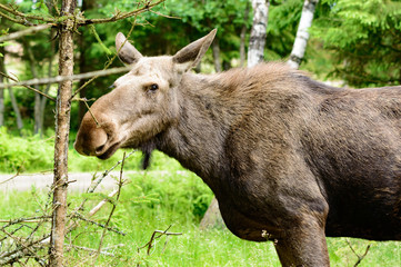 Moose