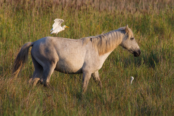 Obraz premium Heron on a horse in Camargue, France