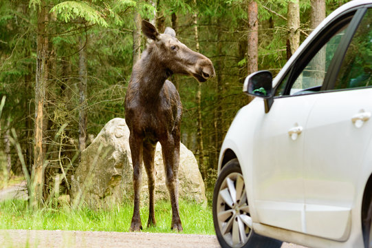 Fototapeta Moose
