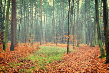 Obraz premium Vintage photo of autumn forest