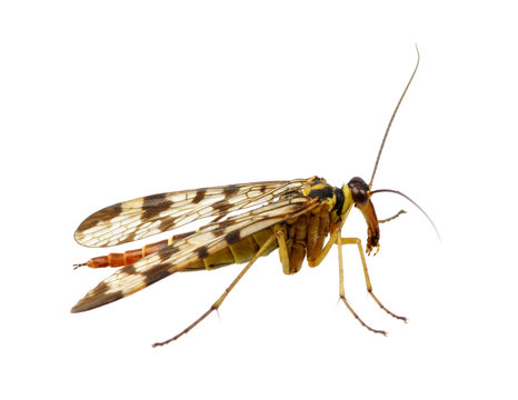 Mosquito