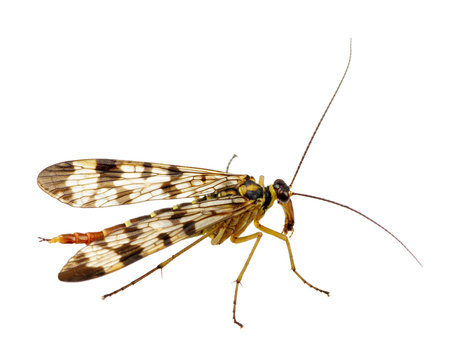 Mosquito