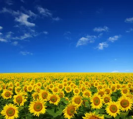 Raamstickers Zonnebloem zonnebloemen veld